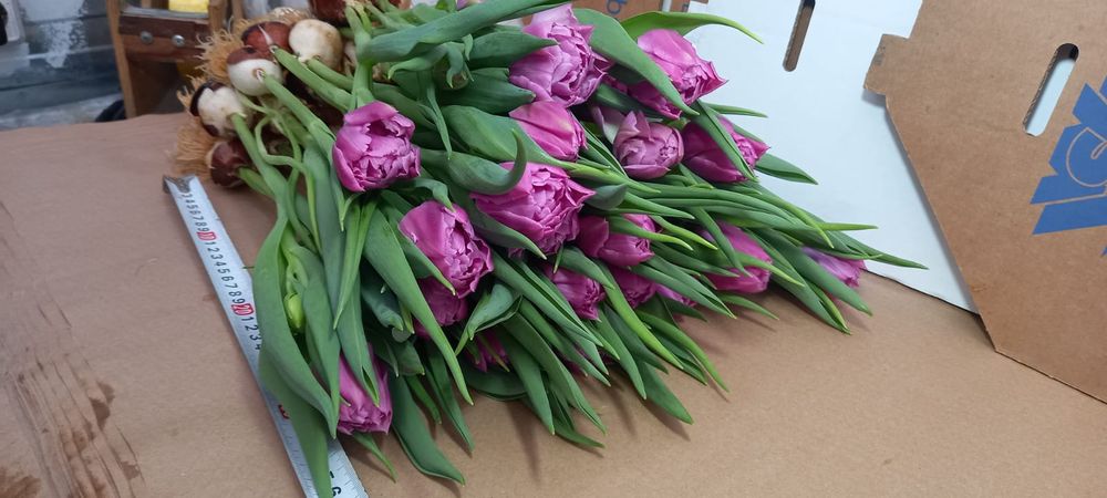 Тюльпаны к 8 марта