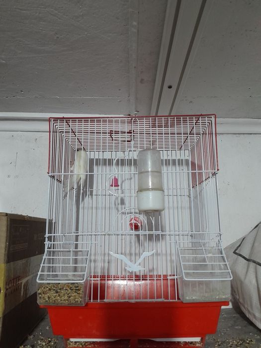 Канарейки поющие.