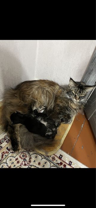 Продам котят мейнкунов