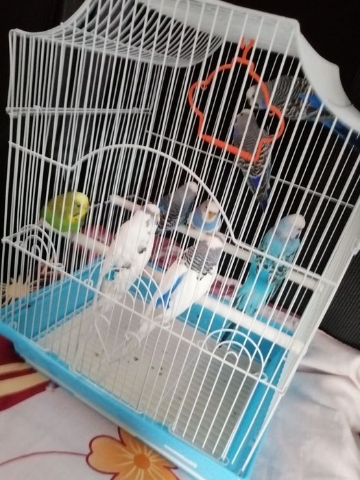 Vînd peruși perechi mature