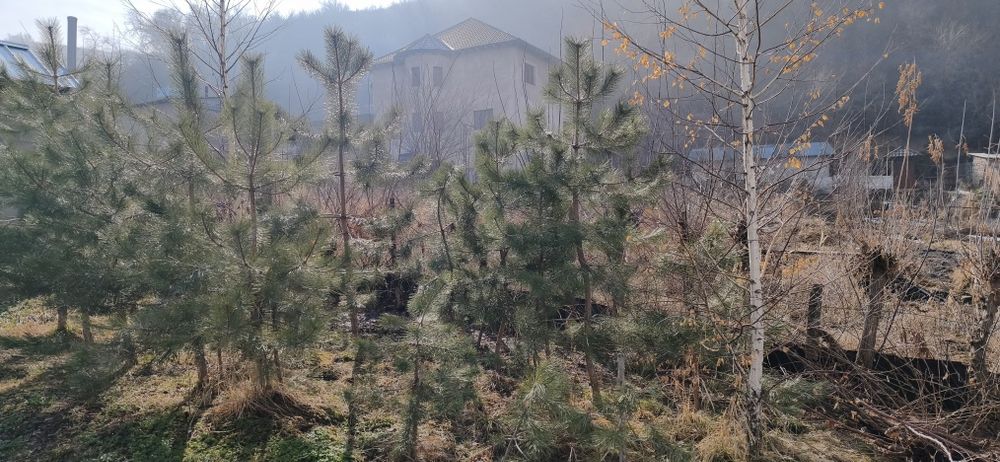 Продам Крымскую сосну