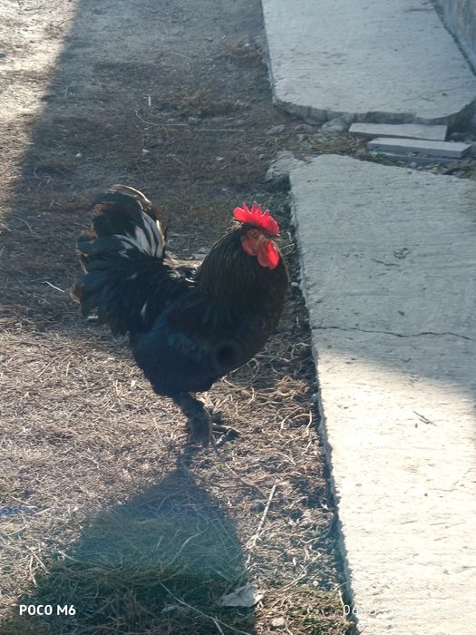 Продам или обмен петуха