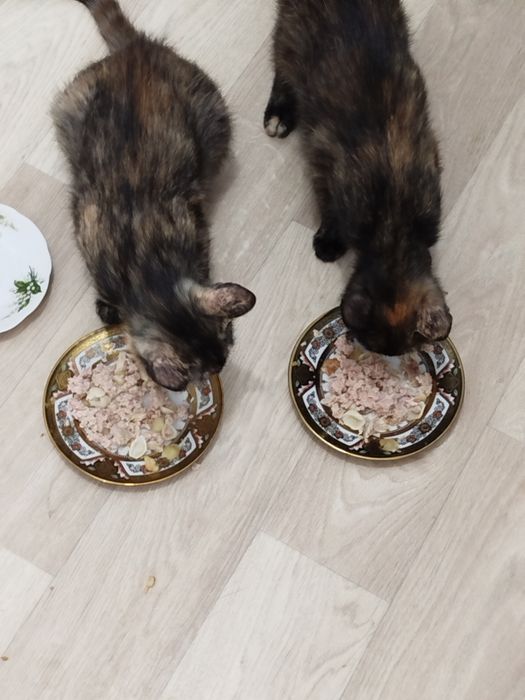 Кошки в добрые руки