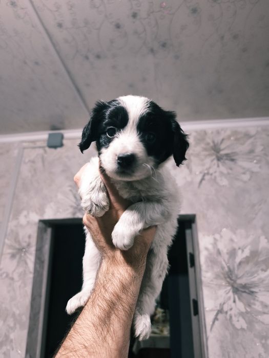 Отдаем щенков помесь со Спаниэлем