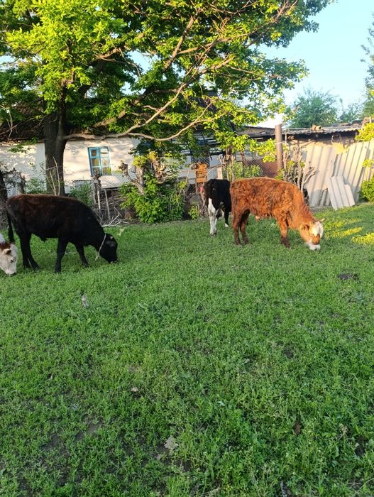 Продам бычков ..