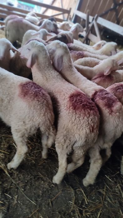 Vând berbecuți assaf