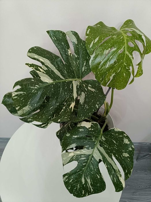 Filodendron premium în degrade
