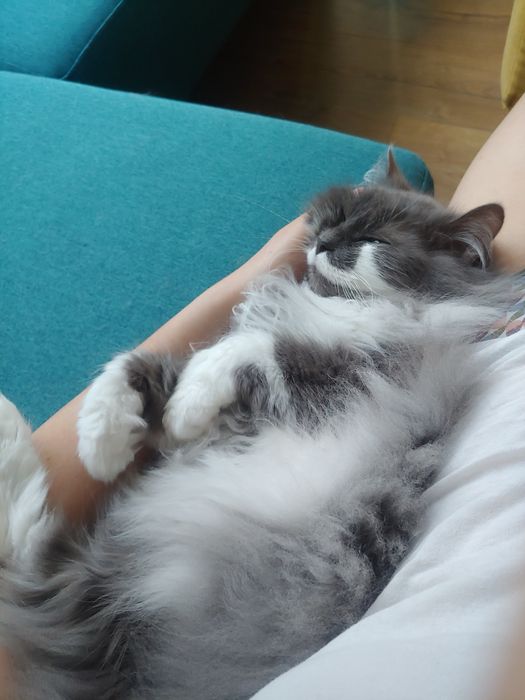Подарявам котка