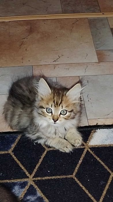 Отдам котят в хорошие руки