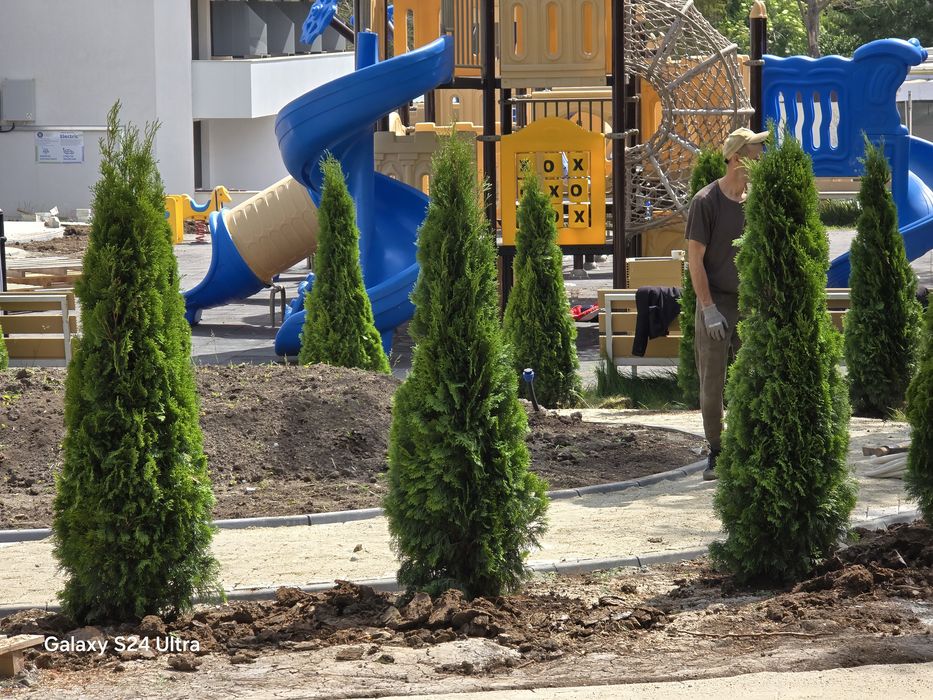 Tuia smaragd super preț