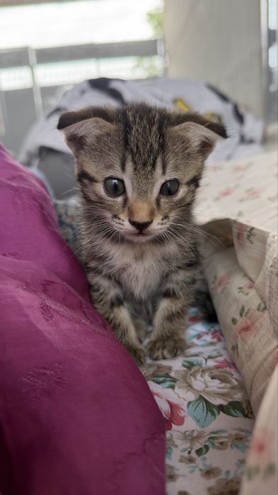 Встлоухие котята
