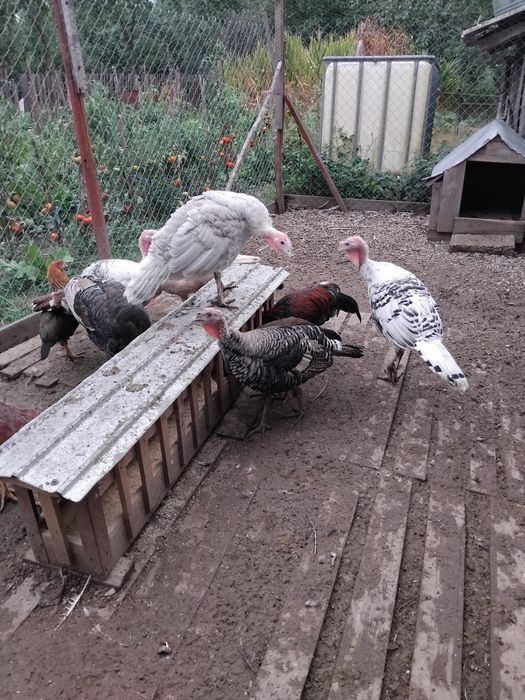 Curcani de Vânzare