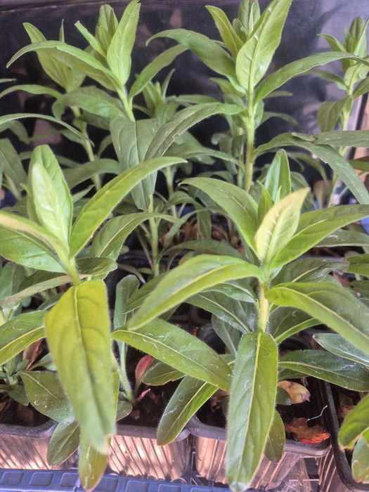 Жълта  Йонотера в саксии