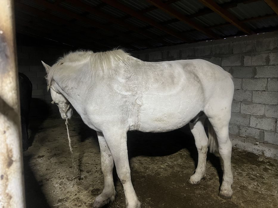 Согым 1.5 жастан 8 жасқа дейін