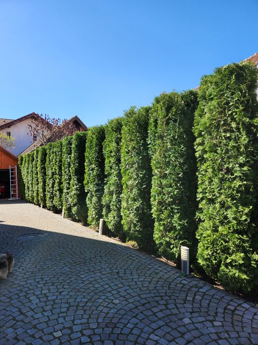 Gazon rulou/Amenajari și întrețineri gradini(Green Grass