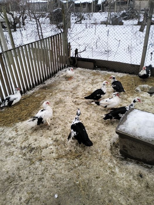 Vînd rațe mute  45 ron