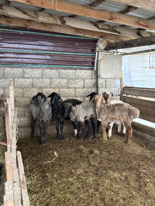 Бараны продам 6шт Туркестан