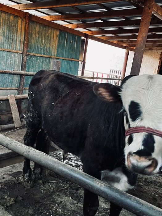 Тез арада бұқалар сатылады