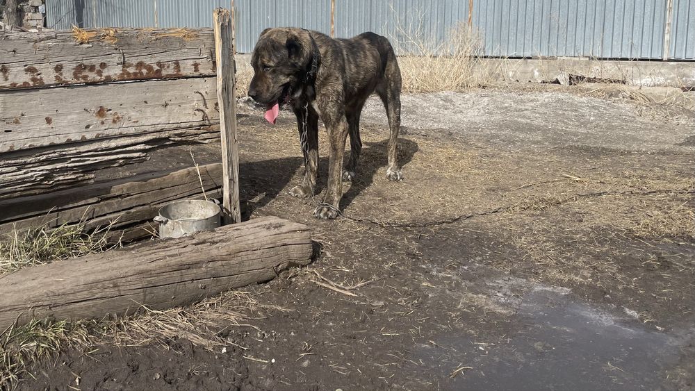 Продается Алабай