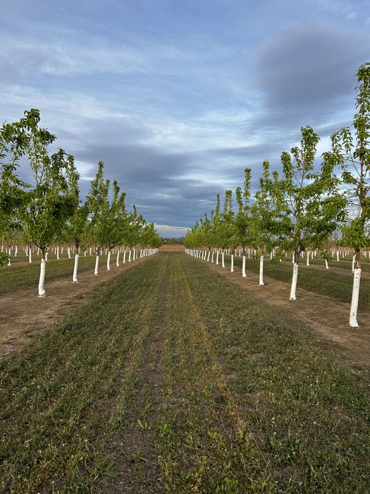 Овощна градина, Круши