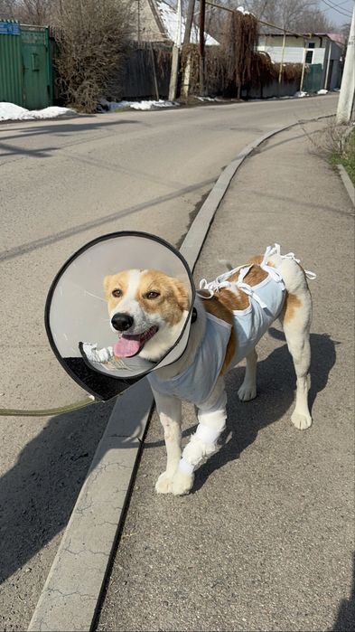 Ищу доброе сердечко и дом для собаки