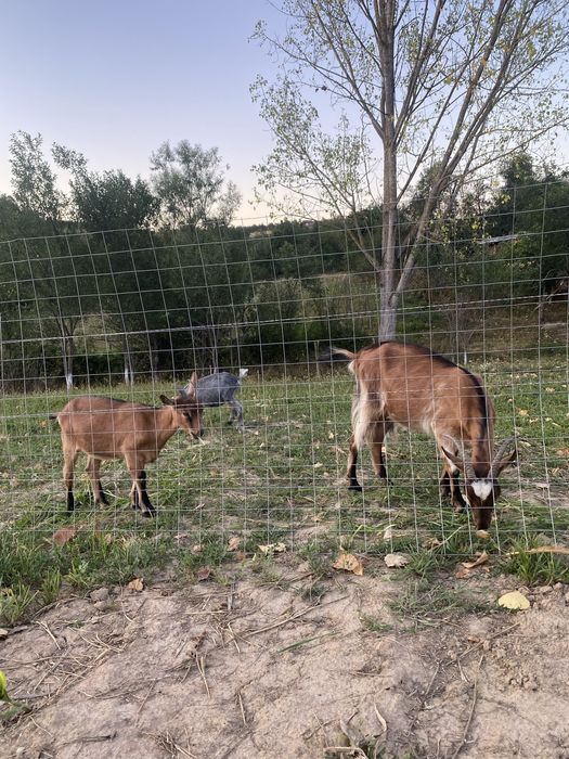 Vând capre gestante