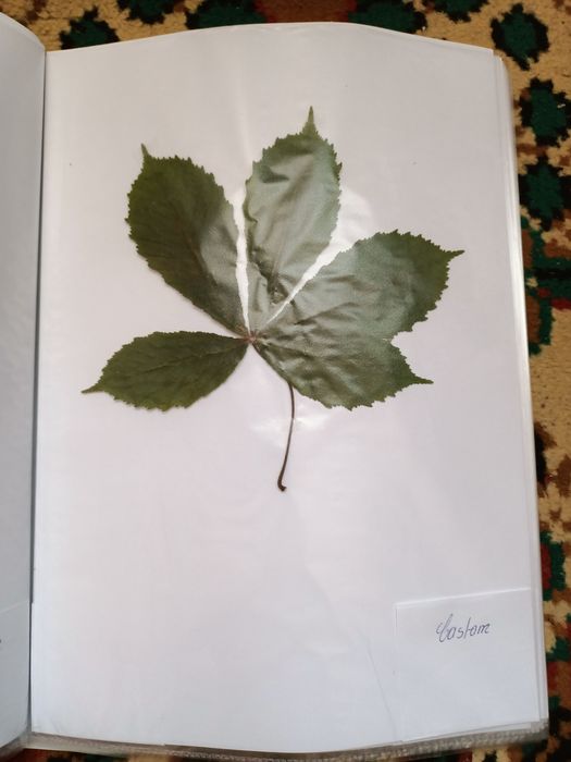 Vand ierbar / ierbare plante medicinale pentru studenti si elevi