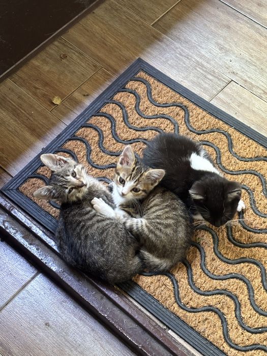 Caut doritor adoptie pisicute de 2 luni
