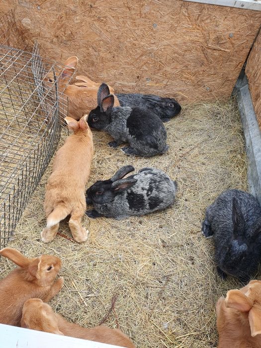 Породистые кролики