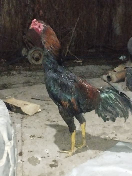 Дакан турецкий хинт порода