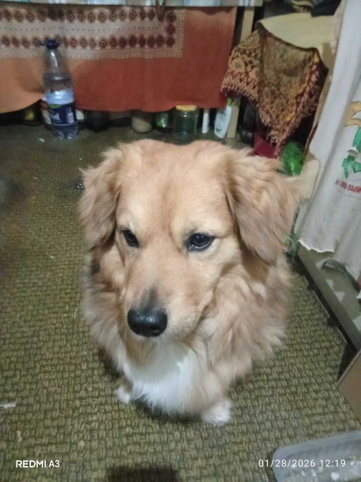 Dau gratis Câine mix Golden retriever