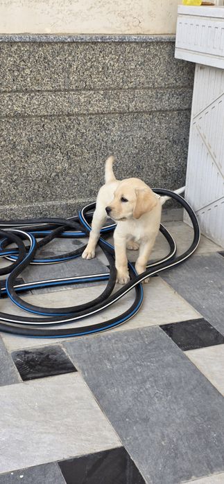 Labrador retriever