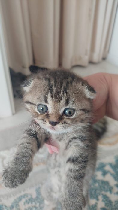 Котята вислоухие