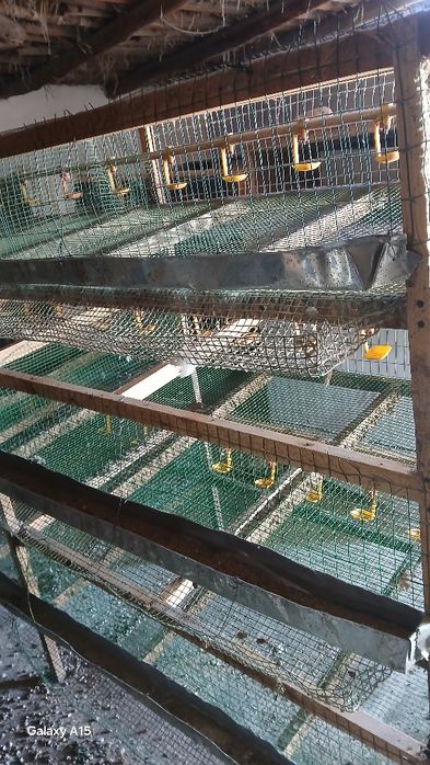 Bedana qafas sifatli