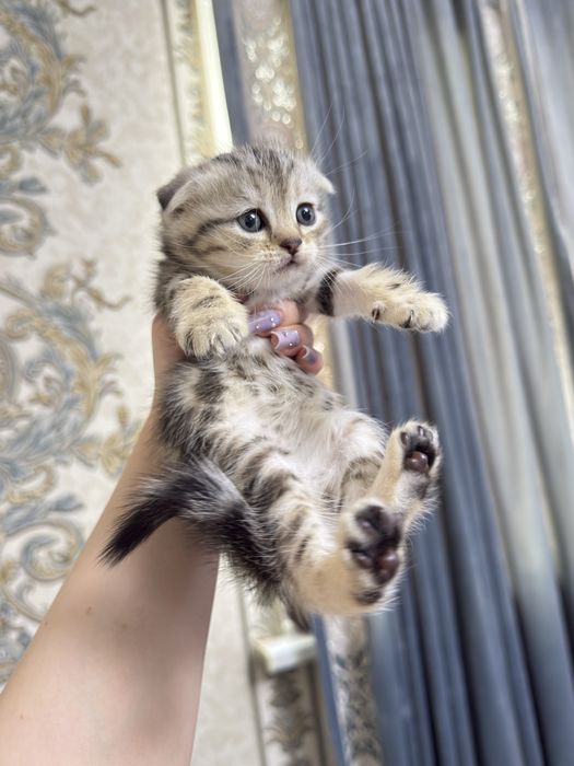 Шотландские котята