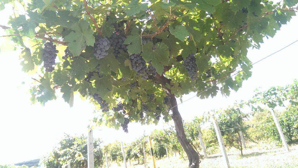 Продава се Земеделски имот в с. Панаретовци, Област Сливен -  кв.м за 1658 €/дка - Снимка #5