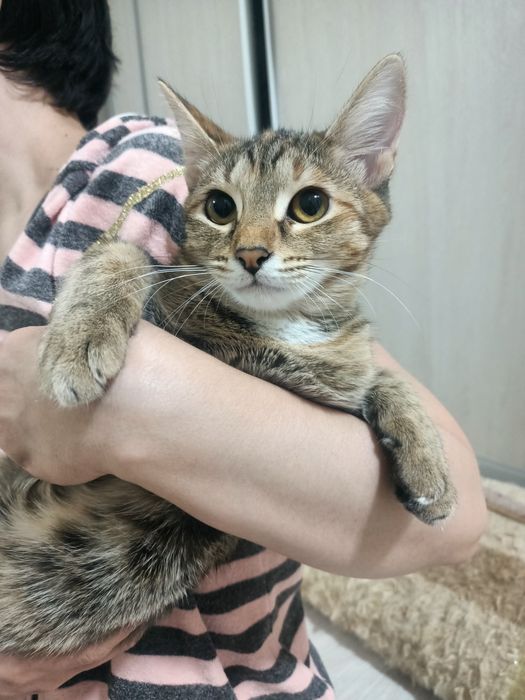 Отдам кошек 5 месяцев в любящие руки