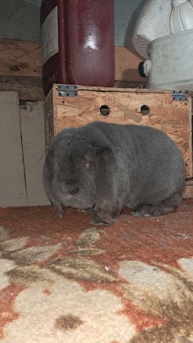 Vand mascul berbec german!