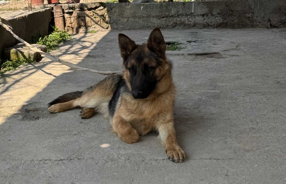 Продается чистокровная Немецкая овчарка (8 месяцев) - Барсик