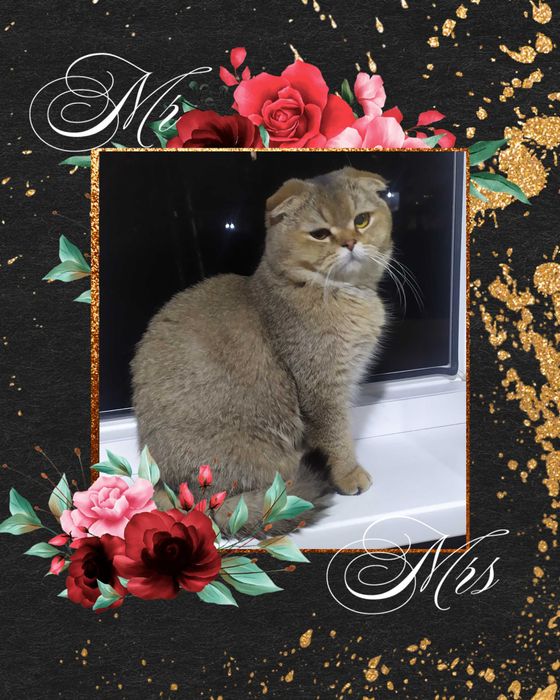 Вязка золотая шиншила котик