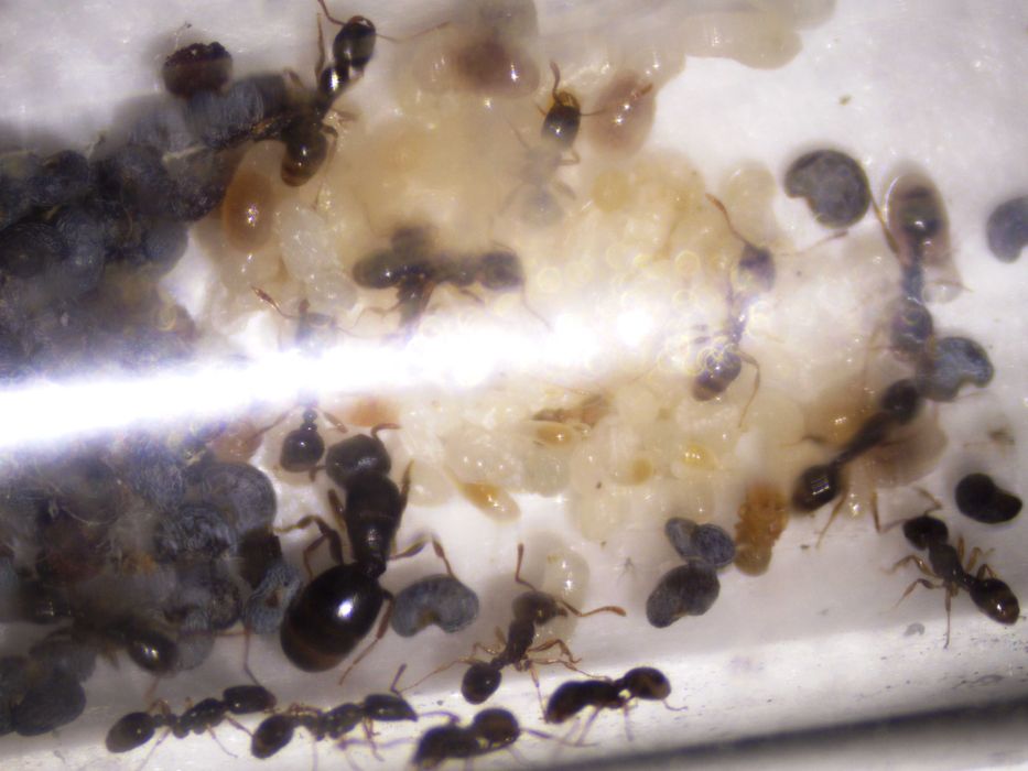 Муравьи. Муравьиные семьи