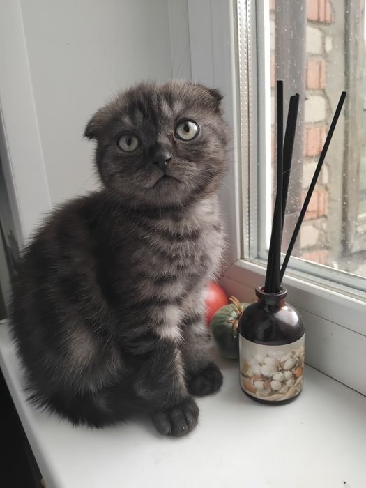 Продам шотландских котят