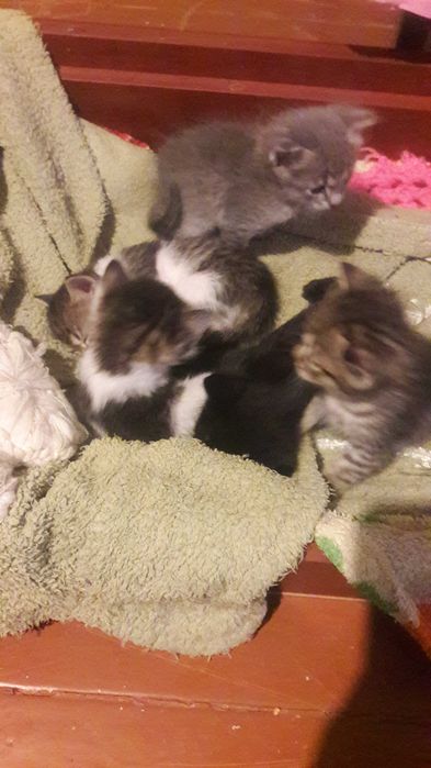 Продам котят от породистой кошки