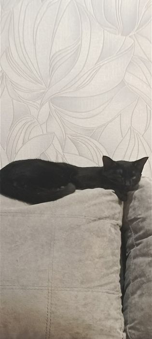 Котенок ищет дом