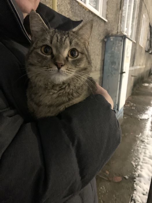 Кошка в добрые руки