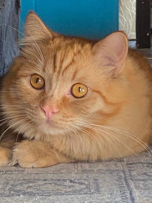 Кот,домашний,приученный