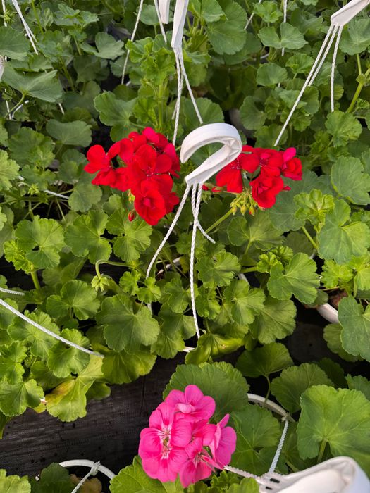 Flori muscate tiroleza, cu floarea batuta si simpla dreapta
