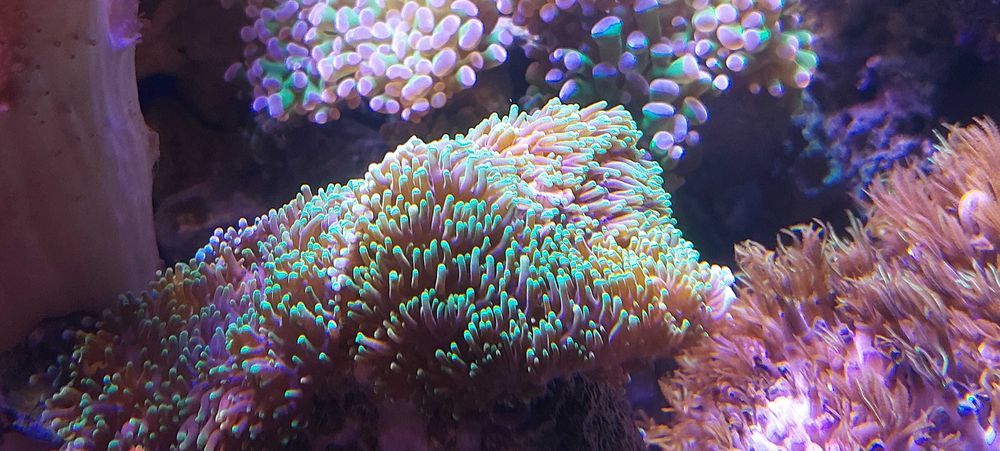 Vietuitoare de apa sarata