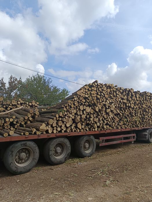 Дърва акация акация