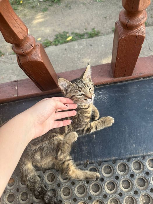 Отдам в добрые руки кота
